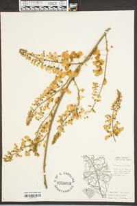 Wisteria sinensis image