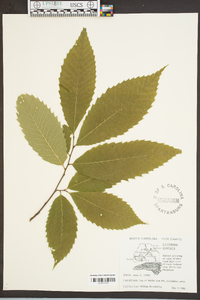 Castanea dentata image