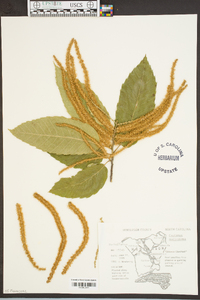 Castanea mollissima image