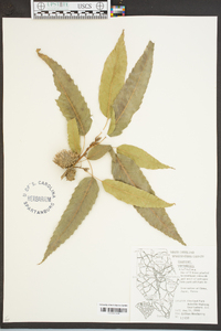 Quercus acutissima image