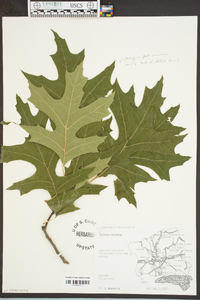 Quercus coccinea image