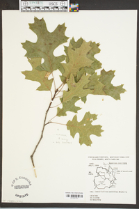 Quercus coccinea image