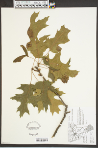 Quercus coccinea image