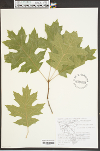 Quercus coccinea image