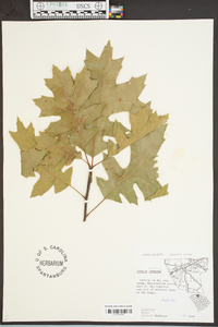 Quercus coccinea image