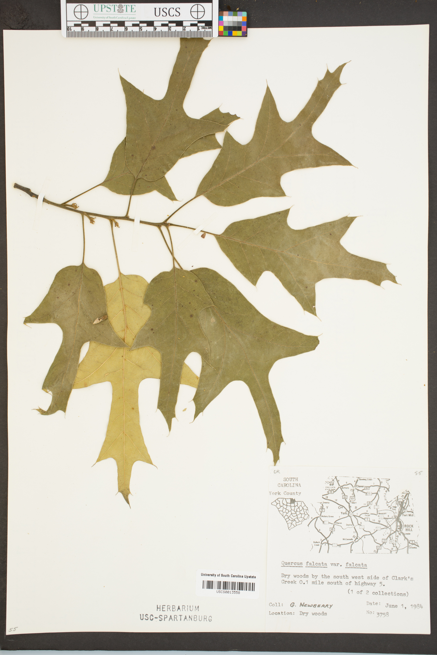 Quercus falcata var. falcata image