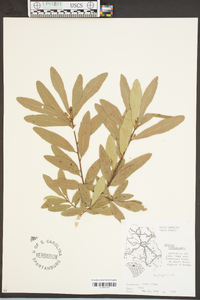 Quercus hemisphaerica image