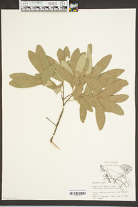 Quercus incana image