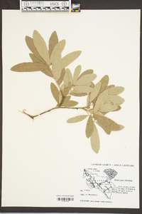 Quercus incana image