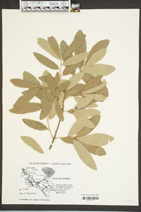 Quercus incana image