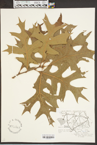 Quercus laevis image