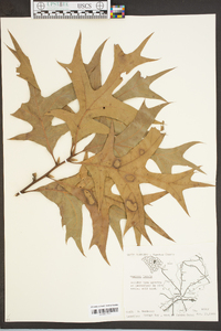 Quercus laevis image