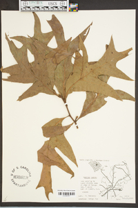 Quercus laevis image