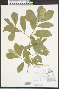 Quercus laurifolia image