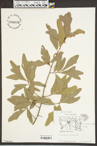 Quercus laurifolia image