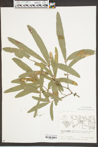 Quercus laurifolia image