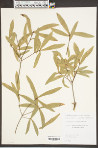 Quercus laurifolia image