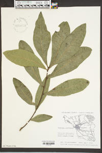 Quercus laurifolia image