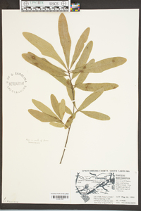 Quercus laurifolia image