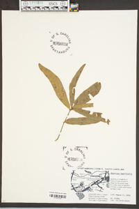 Quercus laurifolia image