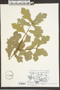 Quercus lyrata image