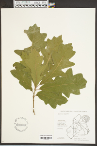 Quercus lyrata image