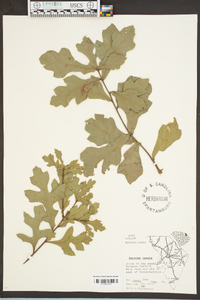 Quercus lyrata image