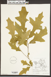 Quercus lyrata image