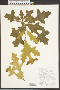 Quercus lyrata image