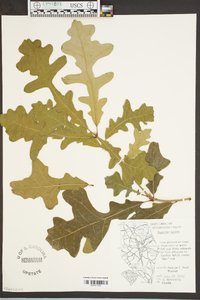 Quercus lyrata image