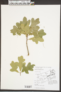 Quercus margaretta image