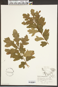 Quercus margaretta image
