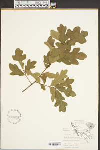 Quercus margaretta image