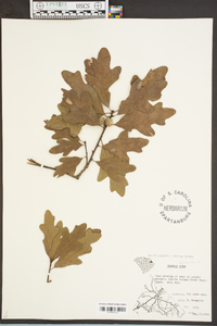 Quercus margaretta image