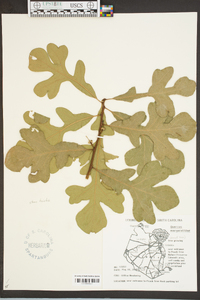 Quercus margaretta image