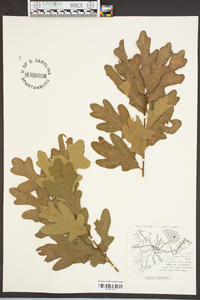 Quercus margaretta image