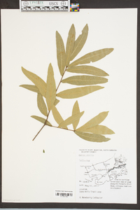 Quercus phellos image