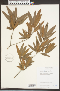 Quercus phellos image