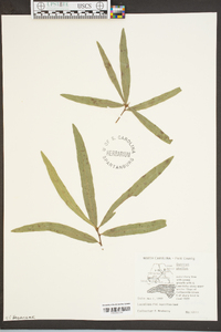 Quercus phellos image