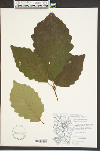 Quercus montana image