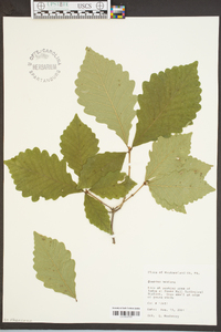 Quercus montana image