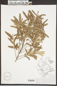 Quercus pumila image