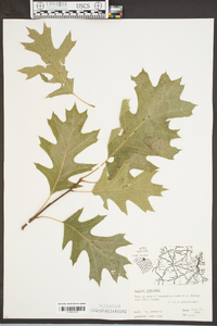 Quercus shumardii image