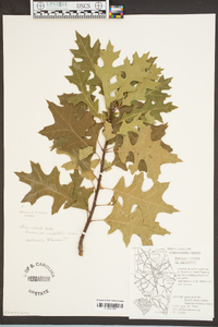 Quercus texana image