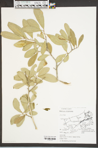 Quercus virginiana image