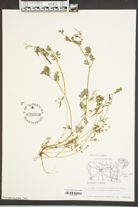 Corydalis flavula image