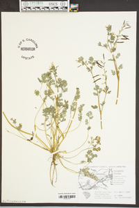 Corydalis flavula image