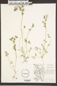 Corydalis flavula image