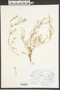 Fumaria officinalis image