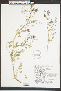 Fumaria officinalis image